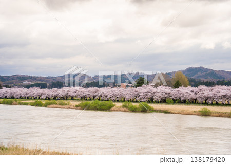 「岩手県」北上川対岸から満開の桜咲く北上展勝地を望む　北上市 138179420