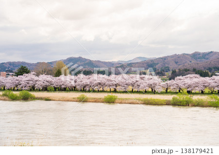 「岩手県」北上川対岸から満開の桜咲く北上展勝地を望む　北上市 138179421