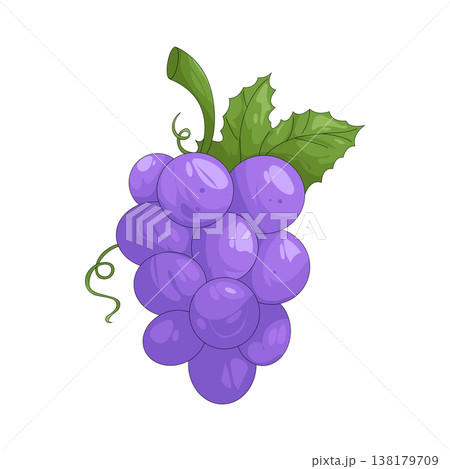 Illustration of grape Illustration of grape 138179709