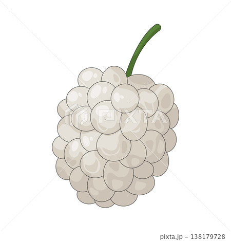 Illustration of white mulberry Illustration of white mulberry 138179728