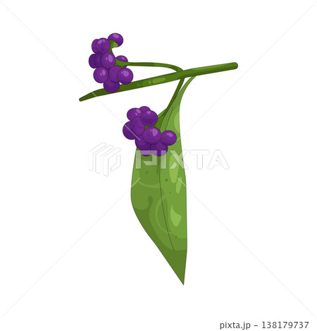 Illustration of beautyberry Illustration of beautyberry 138179737