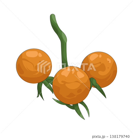 Illustration of Sea buckthorn Illustration of Sea buckthorn 138179740