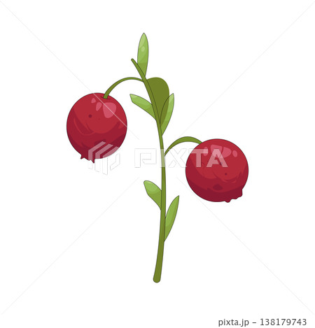 Illustration of cranberry  138179743