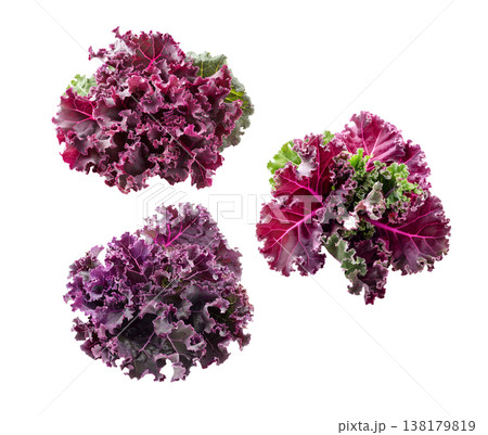 Fresh red and green curly kale leaves arranged in a seamless pattern, isolated on white background. Concept of healthy food Fresh red and green curly kale leaves arranged in a seamless pattern, isolated on white background. Concept of healthy food 138179819