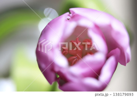 クローズアップで撮った春の光を浴びたチューリップ 138179893