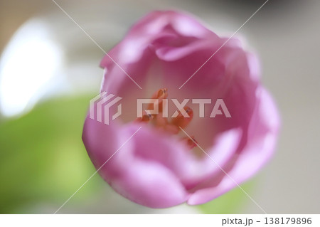 クローズアップで撮った春の光を浴びたチューリップ 138179896