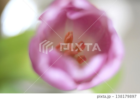 クローズアップで撮った春の光を浴びたチューリップ クローズアップで撮った春の光を浴びたチューリップ 138179897