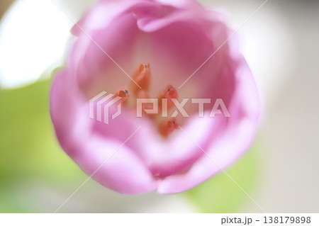 クローズアップで撮った春の光を浴びたチューリップ 138179898