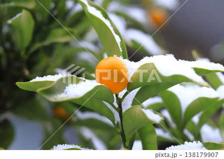 雪に降られたきんかんの 138179907