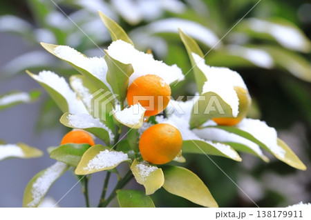 雪に降られたきんかんの 138179911