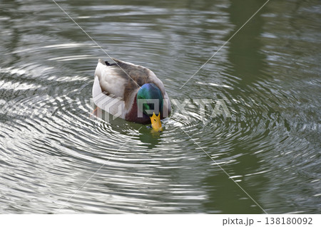 マガモ 138180092