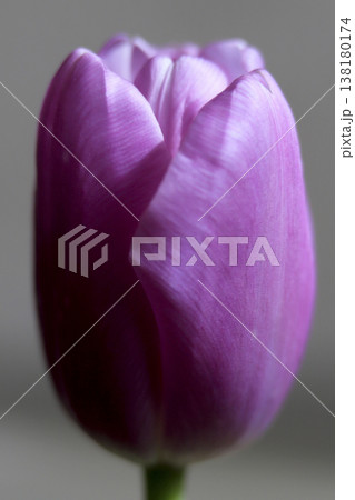 クローズアップで撮った春の光を浴びたチューリップ 138180174