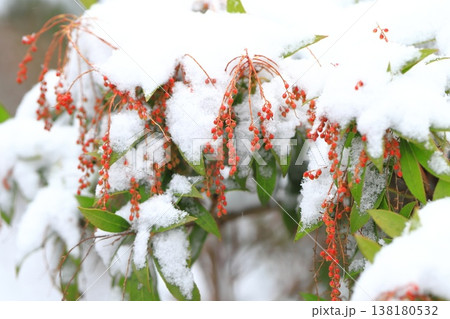 雪に降られた馬酔木(アセビ)の蕾 雪に降られた馬酔木(アセビ)の蕾 138180532