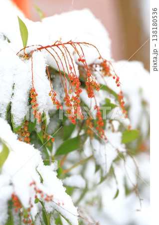 雪に降られた馬酔木(アセビ)の蕾 雪に降られた馬酔木(アセビ)の蕾 138180536