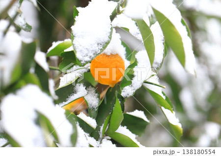 雪に降られたきんかん 雪に降られたきんかん 138180554