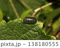 オカダンゴムシ オカダンゴムシ 138180555