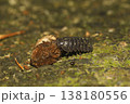 オカダンゴムシ オカダンゴムシ 138180556