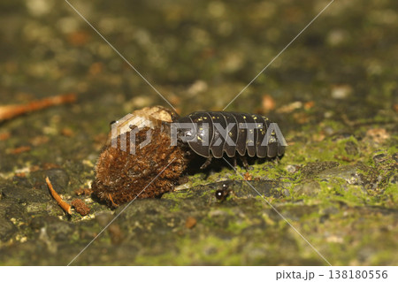 オカダンゴムシ オカダンゴムシ 138180556