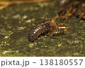 オカダンゴムシ オカダンゴムシ 138180557