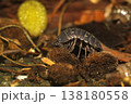 オカダンゴムシ オカダンゴムシ 138180558