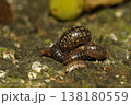 オカダンゴムシ オカダンゴムシ 138180559