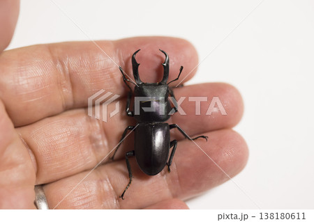 手のひらに乗せたクワガタ 138180611