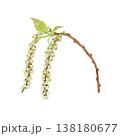 キブシ Stachyurus praecox の水彩イラスト キブシ Stachyurus praecox の水彩イラスト 138180677