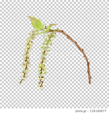 水彩畫描繪了早花番紅花(日本番紅花)。 水彩畫描繪了早花番紅花(日本番紅花)。 138180677