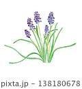 ムスカリ Muscari neglectum の水彩イラスト ムスカリ Muscari neglectum の水彩イラスト 138180678