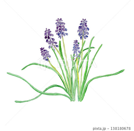 ムスカリ Muscari neglectum の水彩イラスト ムスカリ Muscari neglectum の水彩イラスト 138180678