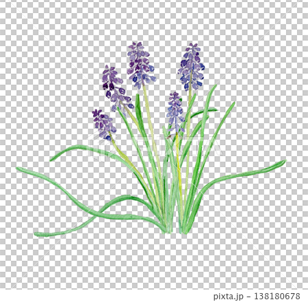 ムスカリ Muscari neglectum の水彩イラスト ムスカリ Muscari neglectum の水彩イラスト 138180678