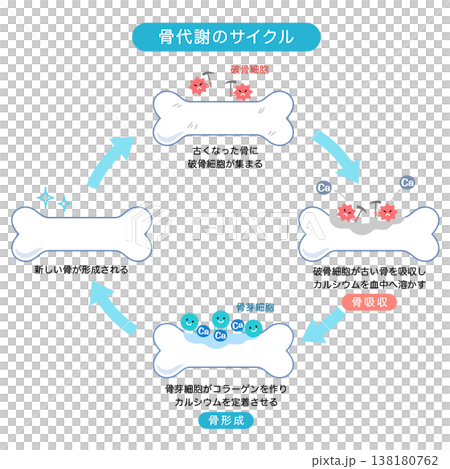 骨代謝のサイクル 骨吸収と骨形成のしくみ 骨代謝のサイクル 骨吸収と骨形成のしくみ 138180762