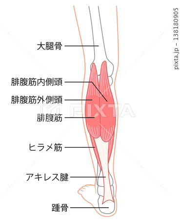 ふくらはぎの筋肉　腓腹筋　ヒラメ筋　下腿三頭筋 138180905