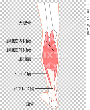 小腿肌肉：腓腸肌、比目魚肌、小腿三頭肌 138180905