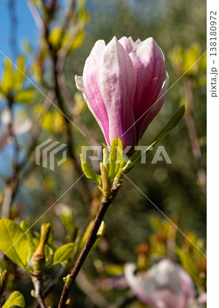 Pink magnolia flower bud blooming against blue sky Pink magnolia flower bud blooming against blue sky 138180972