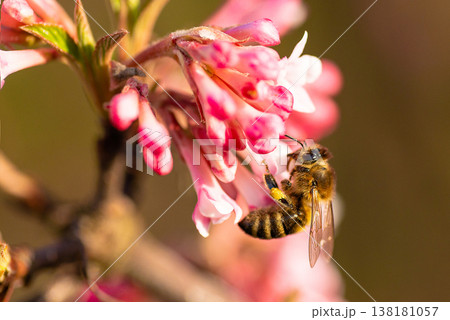 Bee collecting nectar from pink cherry blossom flower Bee collecting nectar from pink cherry blossom flower 138181057