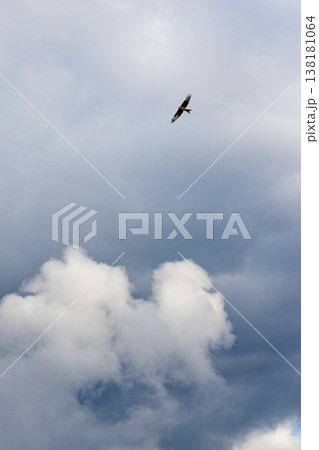 Bird flying in cloudy sky with white soft clouds Bird flying in cloudy sky with white soft clouds 138181064
