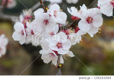 早春の杏の花 早春の杏の花 138181084