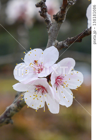 早春の杏の花 早春の杏の花 138181086