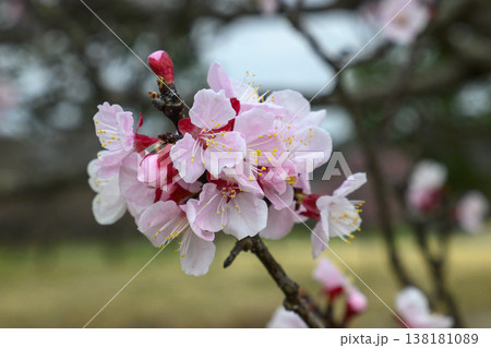 早春の杏の花 138181089