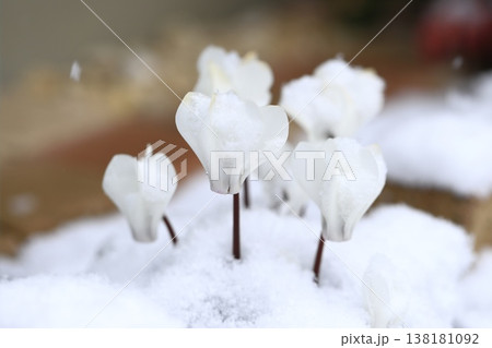 雪に降られた白いシクラメンの花　 138181092