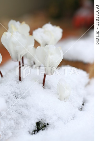 雪に降られた白いシクラメンの花　 138181093