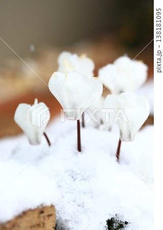 雪に降られた白いシクラメンの花　 138181095