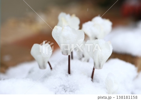 雪に降られた白いシクラメンの花 雪に降られた白いシクラメンの花 138181158