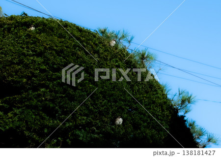 植え込みにとまる雀たち 植え込みにとまる雀たち 138181427