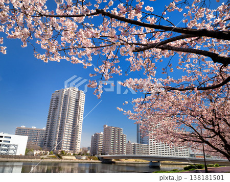 都立汐入公園のオオカンザクラ 東京都 都立汐入公園のオオカンザクラ 東京都 138181501