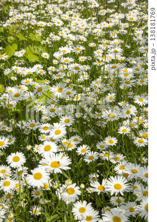 Blooming daisies in the lazy, warm sun Blooming daisies in the lazy, warm sun 138181769
