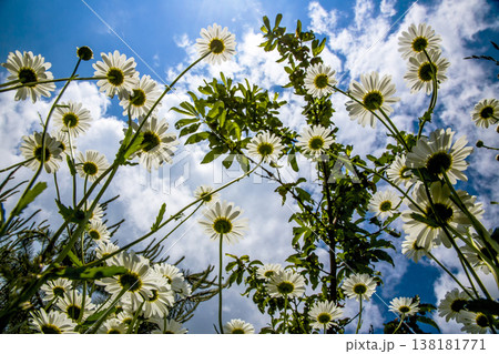 Blooming daisies against a blue summer sky 138181771