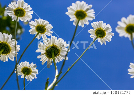 Blooming daisies against a blue summer sky Blooming daisies against a blue summer sky 138181773