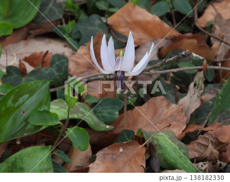高崎市吉井町小串で撮ったカタクリの花 138182330